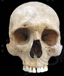 skull 26.jpg