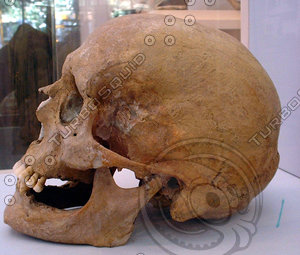 skull 28.jpg