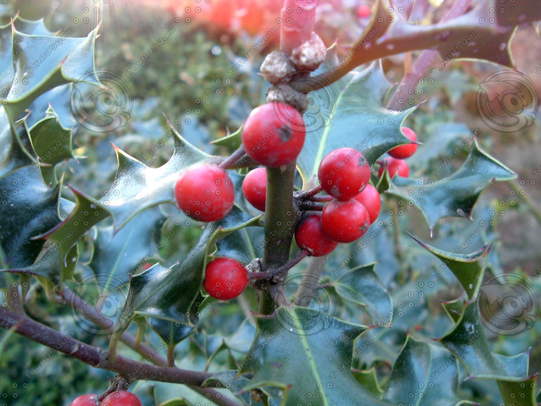 Uses Of Mistletoe Leaves