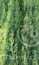 High Quality Organic Tree