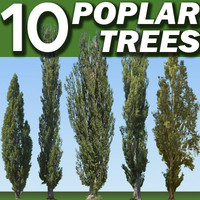 10 Poplar Trees Collection   ----------------------  High Resolution
