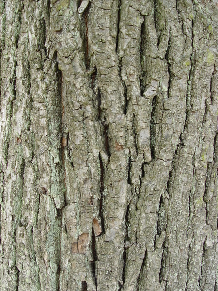 Texture JPEG tree bark skin