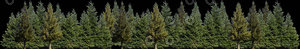 Conifer Treeline image.JPG