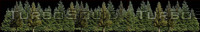 Conifer Treeline image.JPG