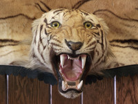 Tiger Textures