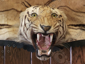 Tiger Textures