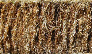 HAY01.JPG