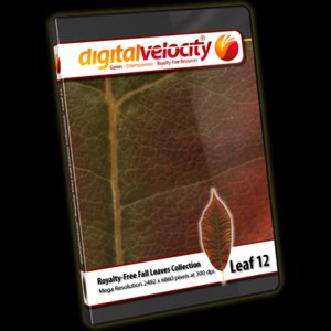 Leaf 12 - Fall Colors in Full Color
