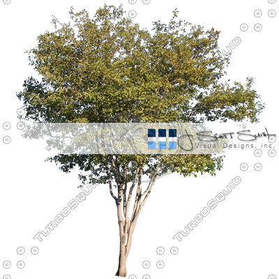 Texture Targa tree alpha masked
