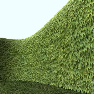 Boston Ivy with Alpha Layer - High Resolution