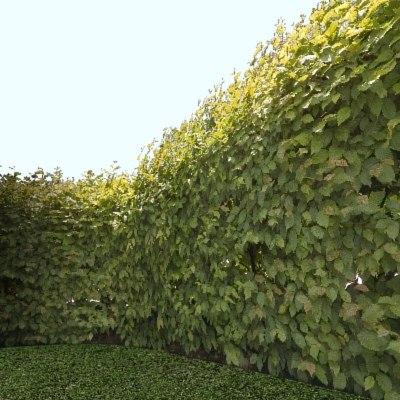 Texture JPEG Hop hornbeam hedge