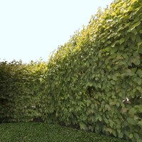 Hop hornbeam - High Resolution