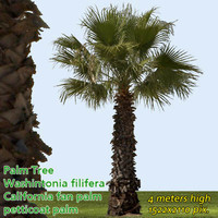 California Fan Palm 4m - High Resolution