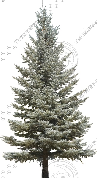 Texture Photoshop Tree Atlas Cedar