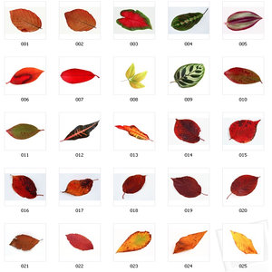 100 Leaf Textures