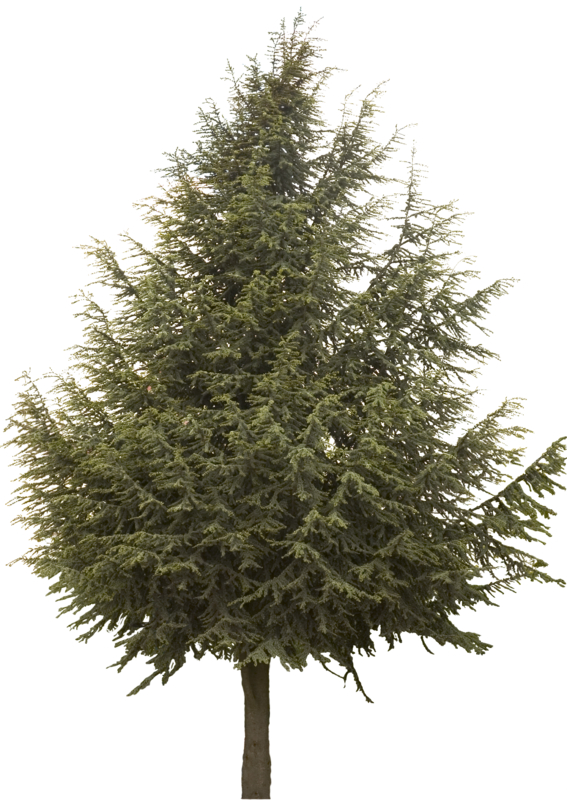 Texture Photoshop tree cedar true