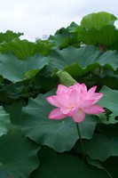 Lotus Blossom