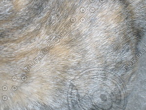 animal fur