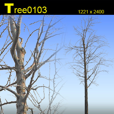 Texture Photoshop tree plant
