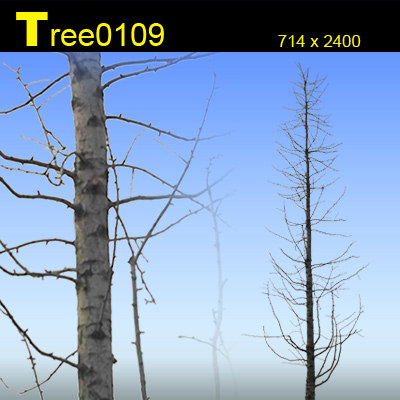 Texture Photoshop tree plant