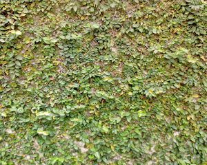 WallLeaf03.JPG