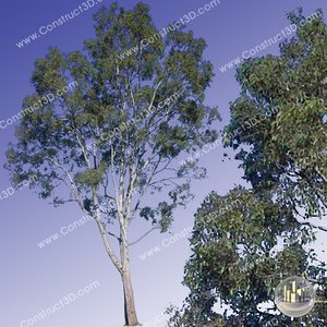 c3d_outback_tree_012.png