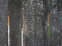 madera_quemada_3.JPG