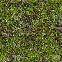 moss 4.jpg