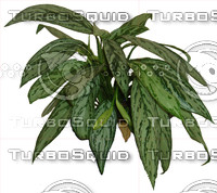 plant1.jpg