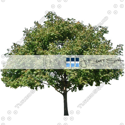 Texture Targa tree alpha masked