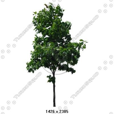 Texture JPEG Tree Trees Branch
