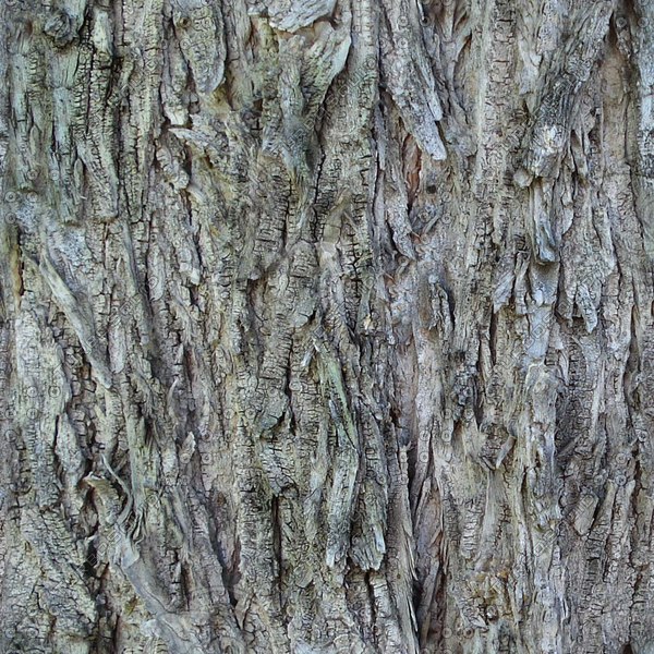 Texture JPEG bark cottonwood wood