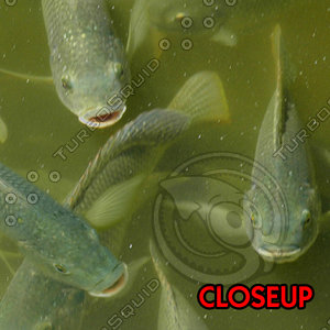 Fish Texture (Seamless)