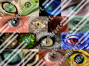 eye collection