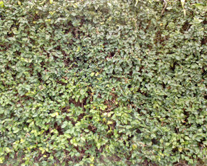 WallLeaf01.JPG