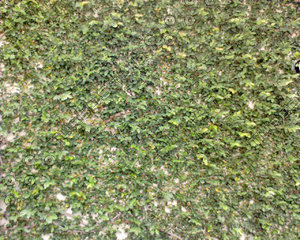 WallLeaf04.JPG