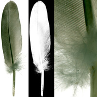 Feather 2