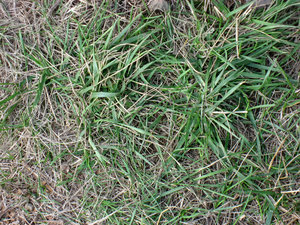 Grass