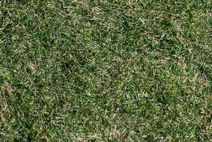 grass.jpg
