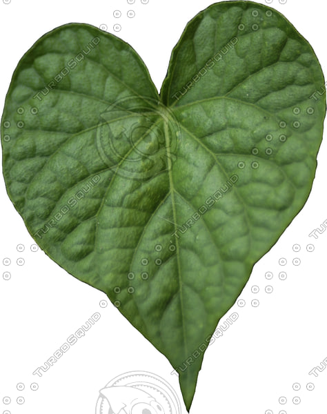 Texture JPEG leaf