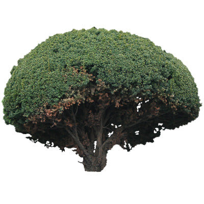 Shrub Line Texture Texture TIFF shrub shrubs bush