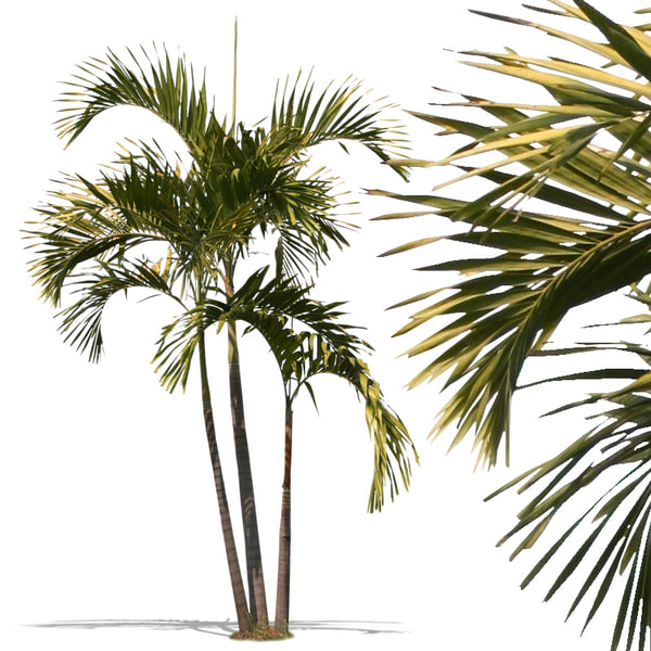 Texture tropical palm tree