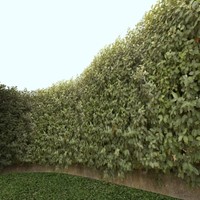 Oleaster - Elaeagnus angustifolia ------------ High Resolution