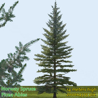 Norway Spruce Tree 14m ---------------------- High Resolution
