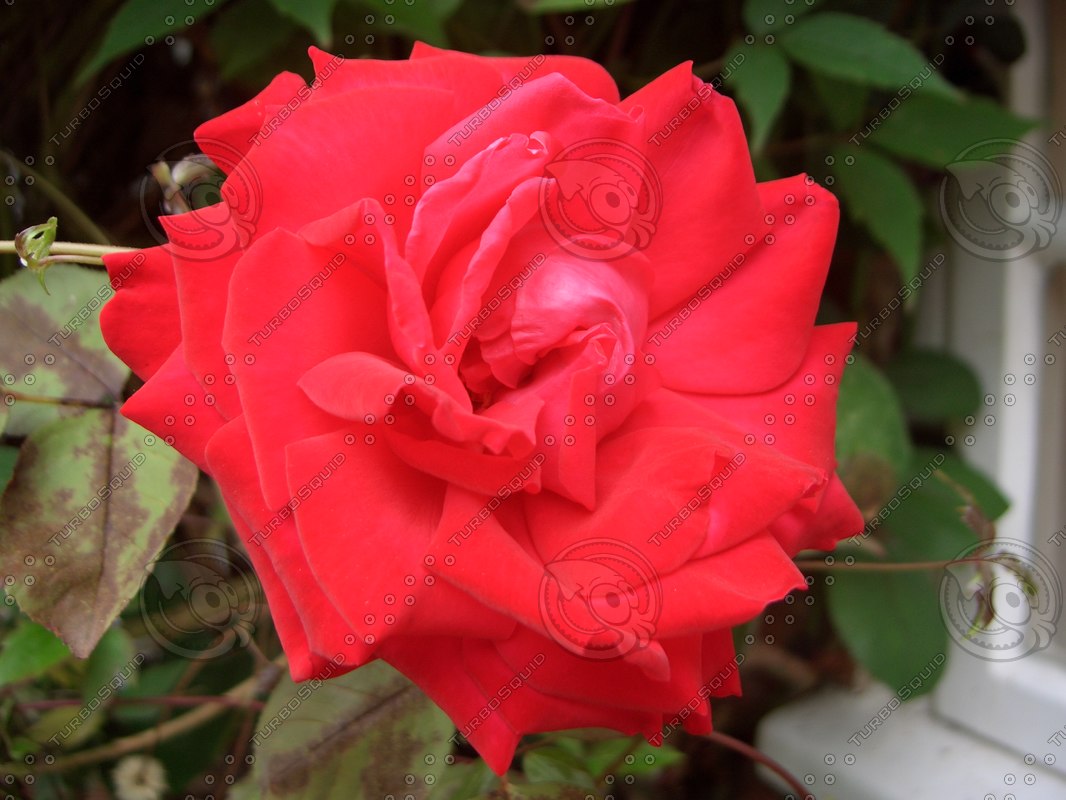 Stock JPEG rose red flower