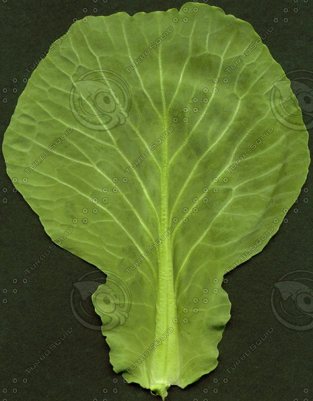 Texture JPEG Cabbage leaf salad