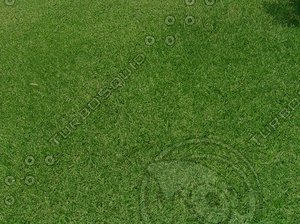 Grass 75