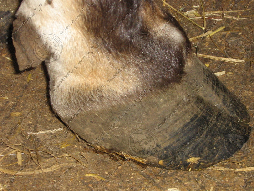 stock-other-cow-hoof