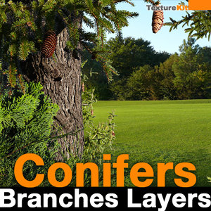 Conifers Branches Layers