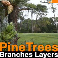 Pine Trees Branches Layers